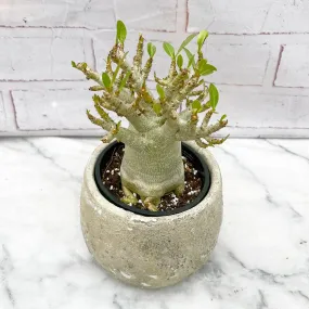 20 -35cm Adenium Obesum Desert Rose House Plant 12cm Pot